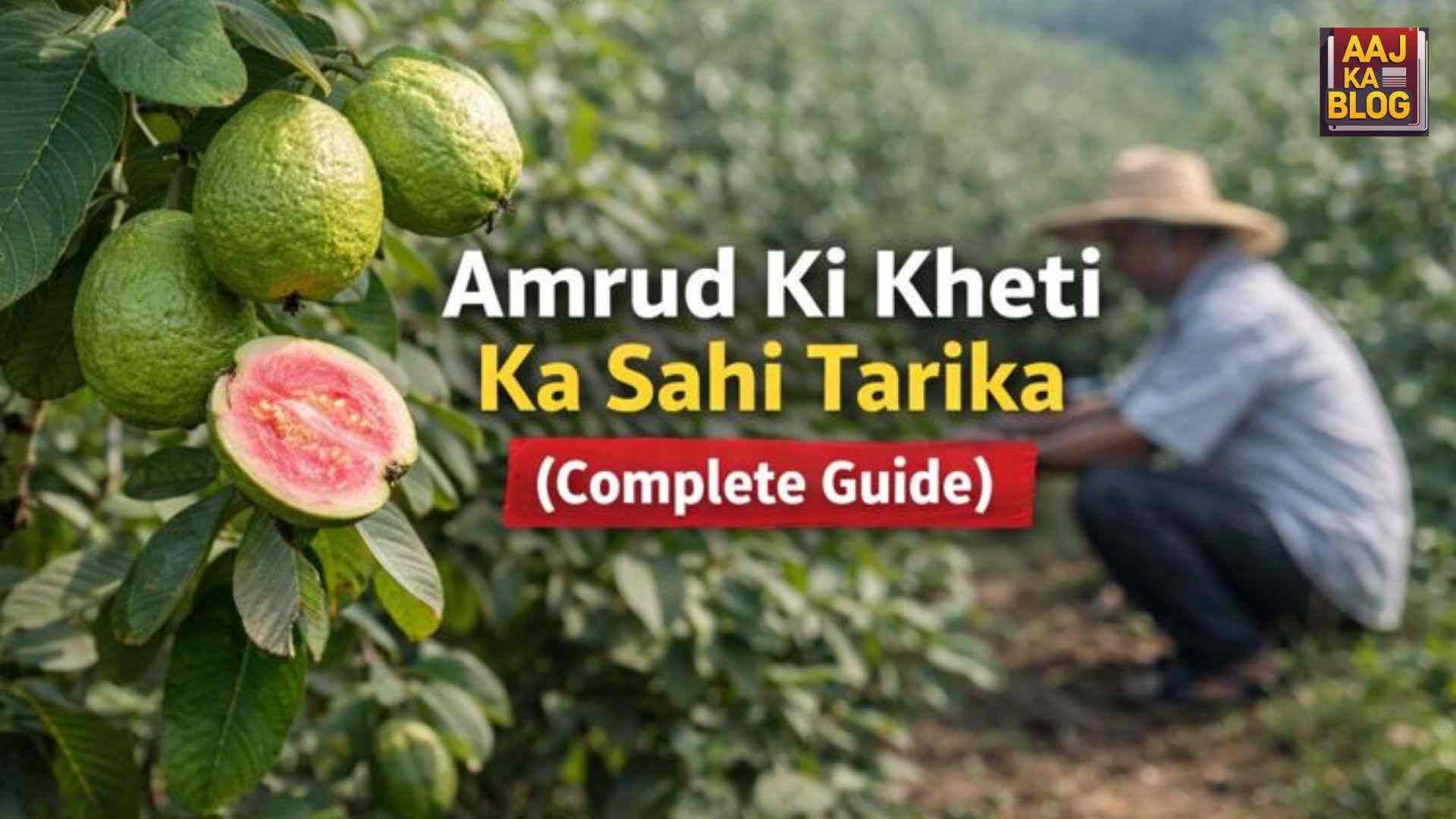 Amrud Ki Kheti Ka Sahi Tarika