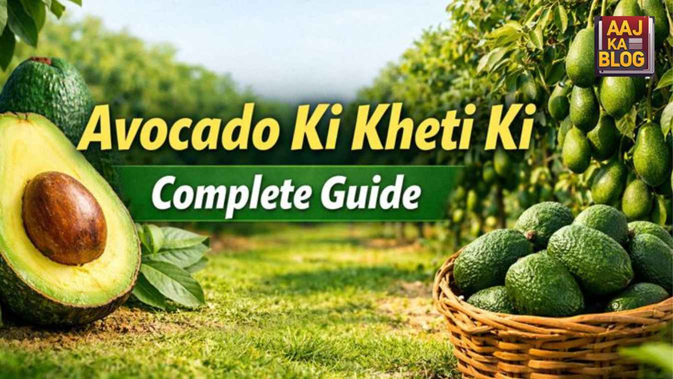 Avocado Ki Kheti Ki Complete Guide