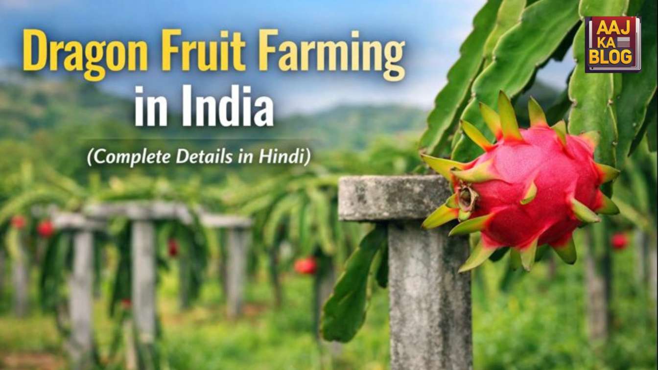 Dragon Fruit Farming in India