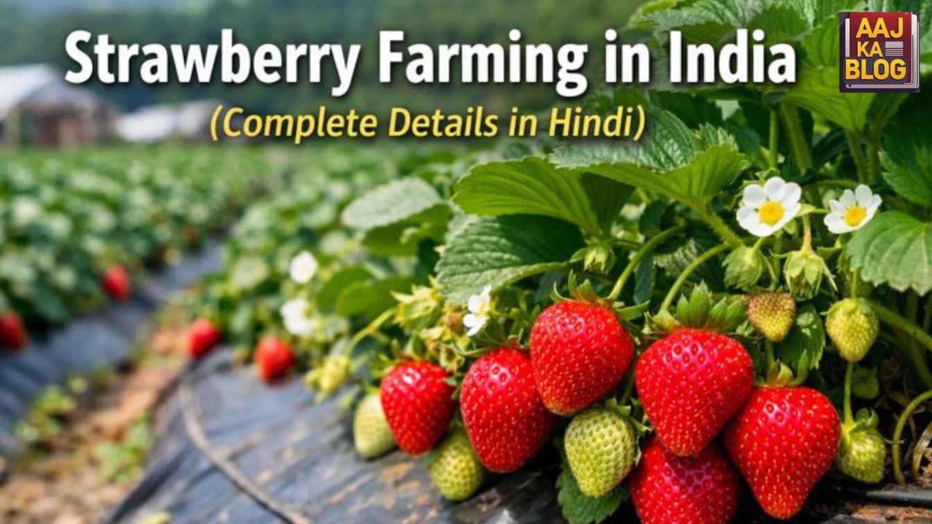 Strawberry Farming in India